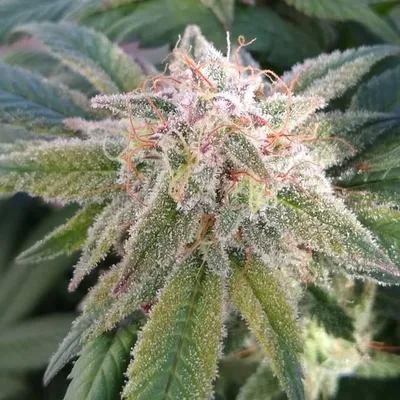My802Grow profile