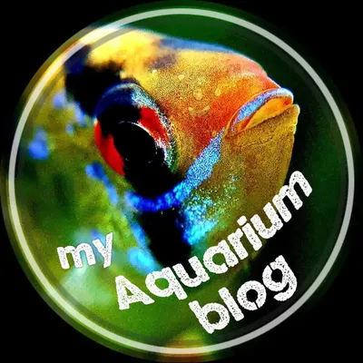 My_aquarium_blog profile