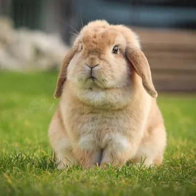 my_bunny_diary profile