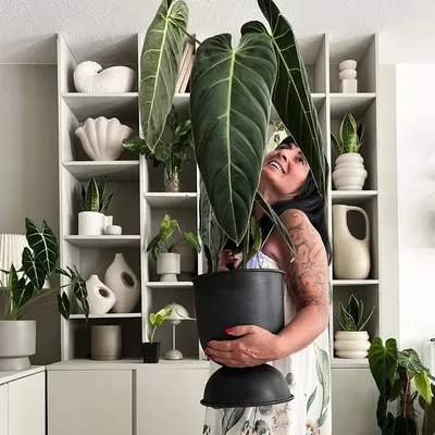 𝑻𝑨𝑴𝑨𝑹𝑨 Müller profile