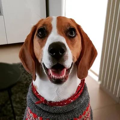 Olli the Beagle profile