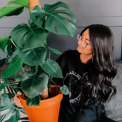 Melissa | Houseplants profile