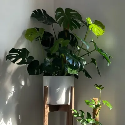 N I C O L E profile