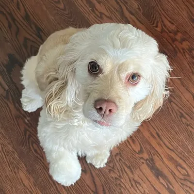 myah profile