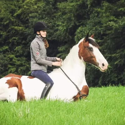 ๐ฉ๐ฐA.R Equestrian profile