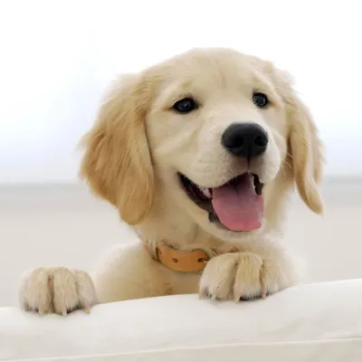 Daily Puppies profile