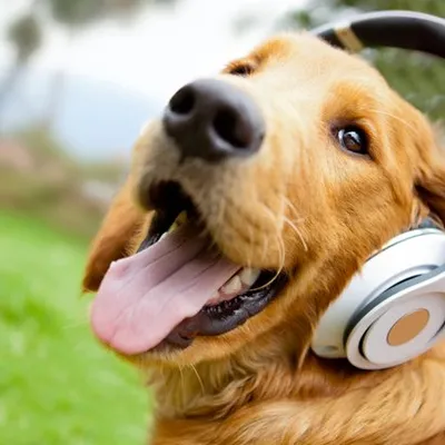 Dogs Lovers Club profile