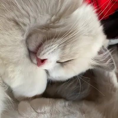 Toni Tone and her fur babies profile