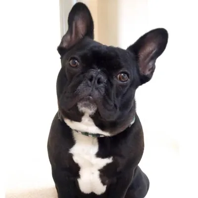 My Frenchie Hank profile