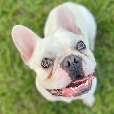 ๐ถ Ralph The Frenchie ๐ profile