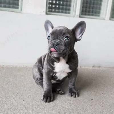 Mylo Blue Frenchbulldog profile