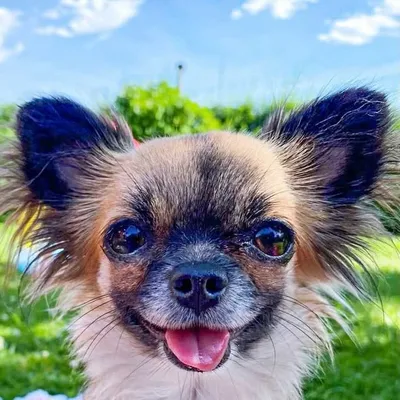 Melody The Chi profile