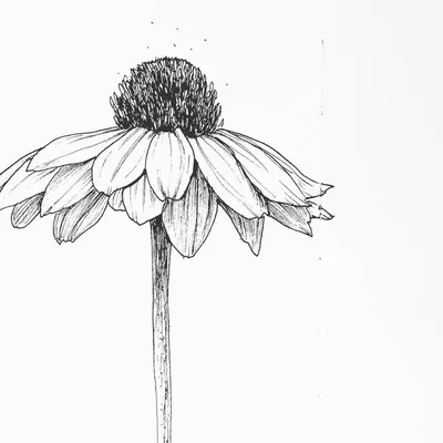 Rosine profile