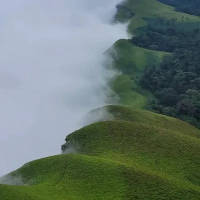 Peace Through Nature profile