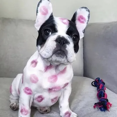 mypets_fun profile