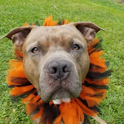 Mypitpack profile