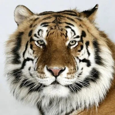 Myrtle Beach Safari ๐ฏ๐๐ต๐ฆ๐ฆ
profile