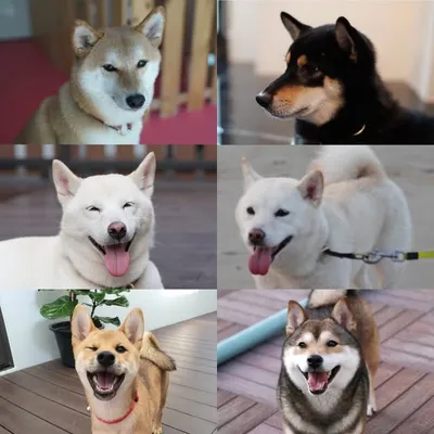 MyShiba_Gangster profile