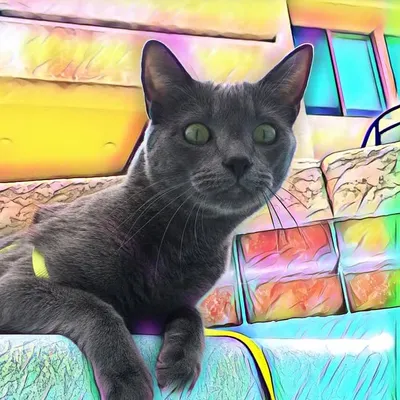 Crystal & Kasey😽🩶 profile
