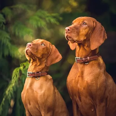 Whiskey and Bourbon profile