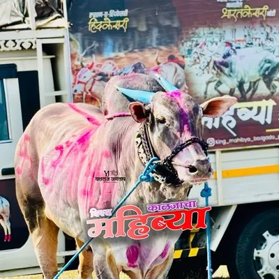 नाद शर्यतीचा /सर्जा विडीओग्राफी ♥️✌🏻 profile