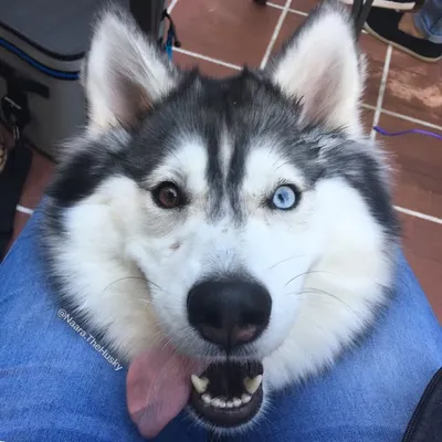 Naara and the Pack profile