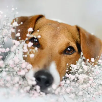 Dog | Mom | Daily Life profile