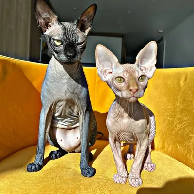 MARU & BLINCHIK profile