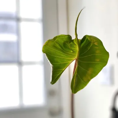 Naked Plants profile