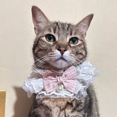 Nala ๐๐ profile