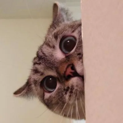 Nala Cat ™ profile