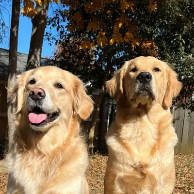 Nala & Sully profile