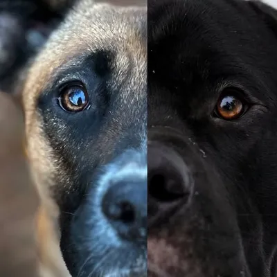 Nala & Ace profile