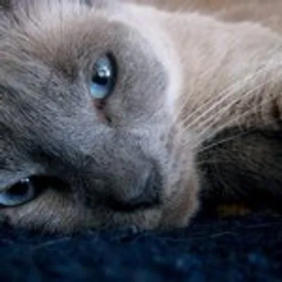 Nala Cat profile
