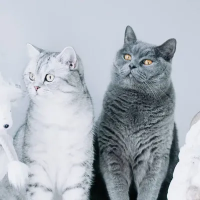 Nala loves Balu ๐ค profile