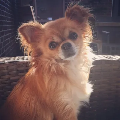 Nala profile
