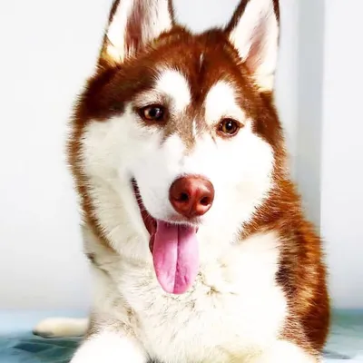 Nala the Derpy Husky profile