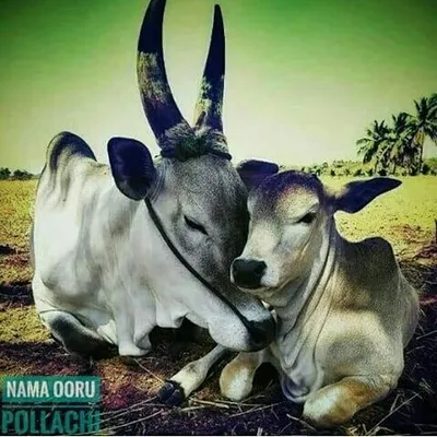 Namma_ooru_pollachi profile