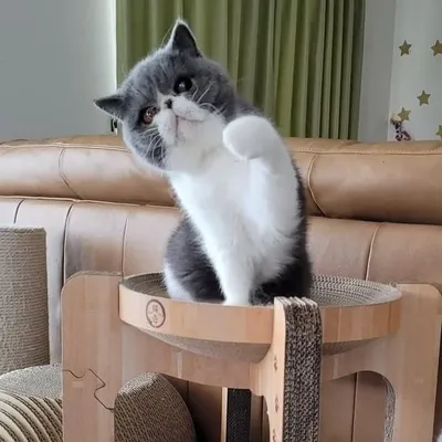 Lovely cat profile