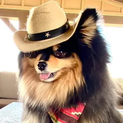 Nashobu-🐕🦺👻 Animal Actor/Director-Bu Crew👻 Procuctions profile