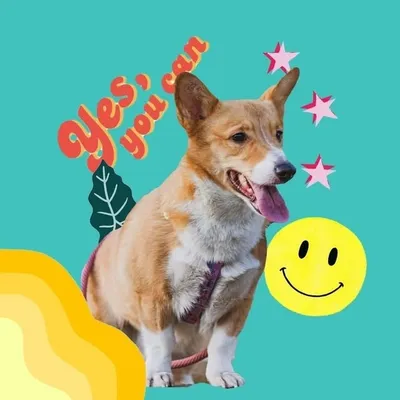 Corgi Nastasha profile