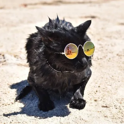 Nathan & Winnie the Beach Cats profile