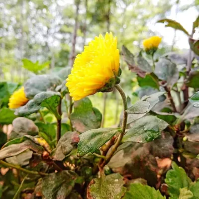 ⓃⒶⓉⓊⓇⒶⓁ ⓅⒽⓄⓉⓄⒼⓇⒶⓅⒼⓎ🌱🌿 profile