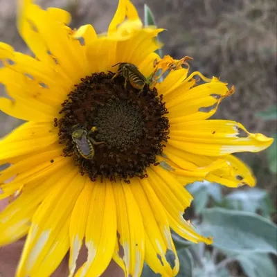 Nature profile