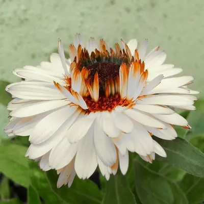 secret🌼❄️🌼 profile