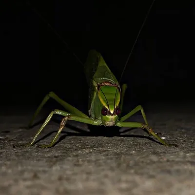 NatureAnimal profile
