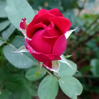 Mobile photography profile