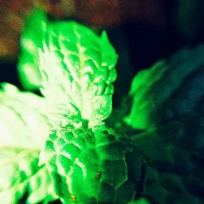 @nature.cut🌍@ profile