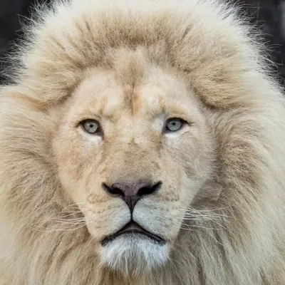 Nature & Animals profile