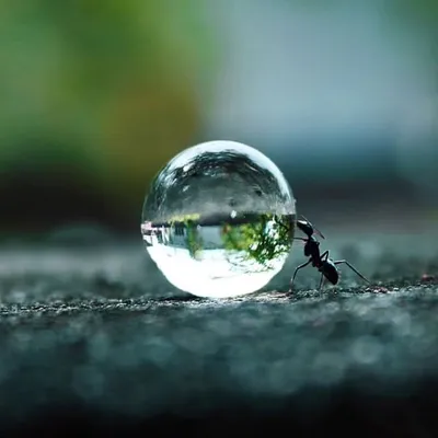 Nature Only profile